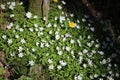Wood anemone, anemone nemorosa, in woodland glade