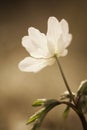 Wood anemone Royalty Free Stock Photo