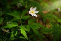 Wood anemone in spring Royalty Free Stock Photo