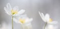 Wood anemone spring wild flower