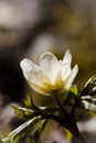 Wood anemone Royalty Free Stock Photo
