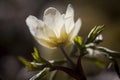 Wood anemone Royalty Free Stock Photo