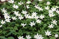 The wood anemone or windflower