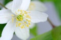 Wood Anemone Windflower Flower Macro