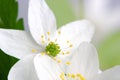 Wood Anemone (Windflower) Flower Macro