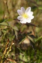 Wood anemone, windflower - Anemone nemorosa