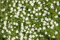 Wood Anemones Royalty Free Stock Photo