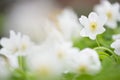 Wood anemones, white spring flowers in the forest Royalty Free Stock Photo