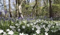 Wood anemones and bluebells