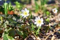 Wood anemones with blurred background. (Anemone nemorosa Royalty Free Stock Photo