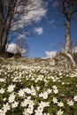 Wood anemones Royalty Free Stock Photo