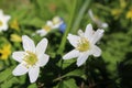 Wood anemones Royalty Free Stock Photo