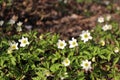 Wood anemones Royalty Free Stock Photo