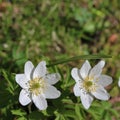 Wood anemones Royalty Free Stock Photo