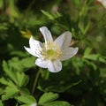 Wood anemones Royalty Free Stock Photo