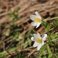 Wood anemones Royalty Free Stock Photo