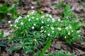 Wood anemones flowering in the forest - Anemone nemorosa
