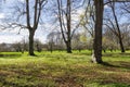 Wood anemones in a park landscape in springtime