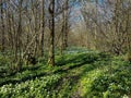 Wood anemones forming a carpet of white among coppiced saplings