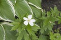 Wood anenome Royalty Free Stock Photo