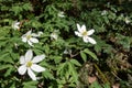 Wood Anenome (Anemone nemorosa) Royalty Free Stock Photo