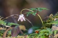 Wood Anenome starting to flower in springtime Royalty Free Stock Photo