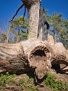 Wood ants in dead burned tree stem Royalty Free Stock Photo