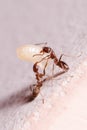 Wood ants, Formica, carrying their eggs to anew home, this ant is often a pest in houses, in a white background Royalty Free Stock Photo