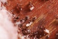 Wood ants, Formica extreme close up with high magnification, carrying their eggs to anew home, this ant is often a pest Royalty Free Stock Photo