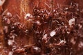 Wood ants, Formica extreme close up with high magnification, carrying their eggs to anew home, this ant is often a pest Royalty Free Stock Photo
