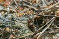 Wood ants, formica in nest