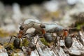 Wood ants transporting larva
