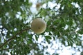 Wood apple fruit on the tree