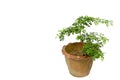 Wood apple is plant and it made to bonsai.