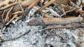 wood ash used for burning fire