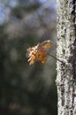 Wood in autumn after the rain, great bokeh