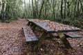 Wood in autumn after the rain