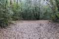 Wood in autumn after the rain