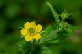 Wood Avens - Geum urbanum Royalty Free Stock Photo