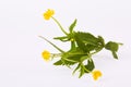 Wood avens Geum urbanum, or herb Bennet, Colewort Royalty Free Stock Photo