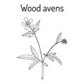 Wood avens medicinal plant.