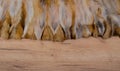 Wood Background with Fur Edge as Texture and Background for Composing Royalty Free Stock Photo