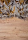 Wood Background with Fur Edge as Texture and Background for Composing Royalty Free Stock Photo