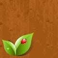 Wood Background With Leaves And Ladybug