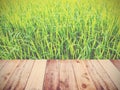 Wood background over green rice field Royalty Free Stock Photo