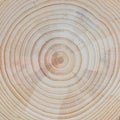Wood Background: Pine Tree Cross-Section