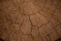 Wood background. Rings of a tree on a cut of a log. Old wooden oak tree cut surface. Detailed warm dark brown and orange tones of Royalty Free Stock Photo