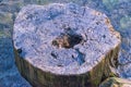 Tree rings old weathered wood texture with the cross section of a cut log showing the concentric annual growth rings as a flat Royalty Free Stock Photo