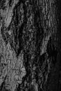 Wood background texture. Black and White tree bark poster. Royalty Free Stock Photo