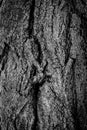 Wood background texture. Black and White tree bark poster. Royalty Free Stock Photo
